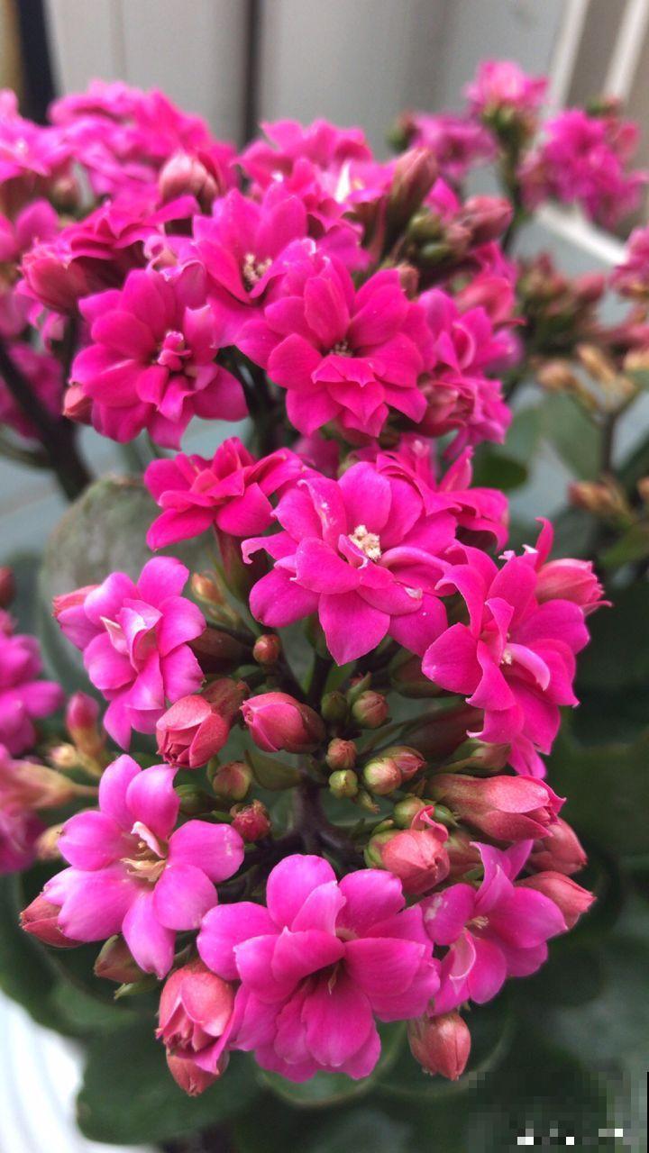 长寿花这么养，开成一个花球，一年到头叶子绿油油！
