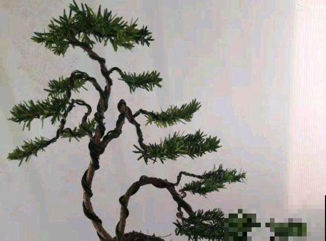 邻居在家把红豆杉变身盆景，别人出高价也不卖，看着就超有成就感