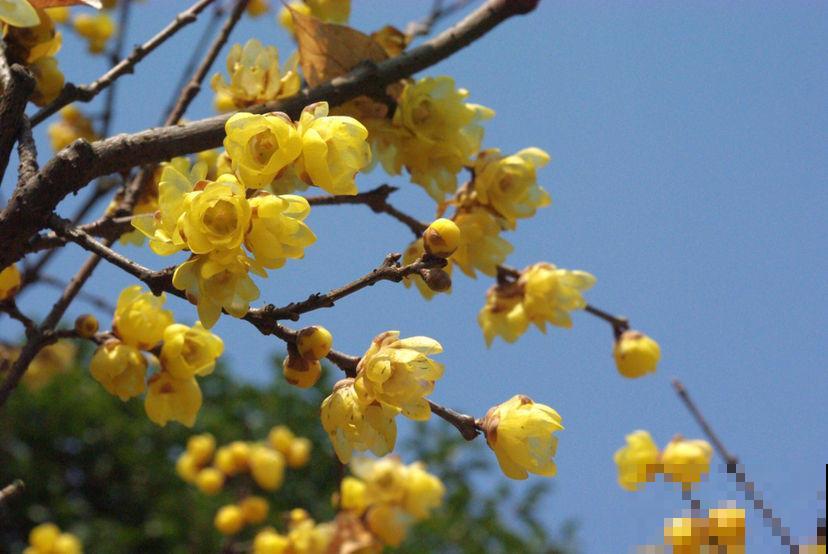 这花很好养，半月施1次肥，花期长达半年