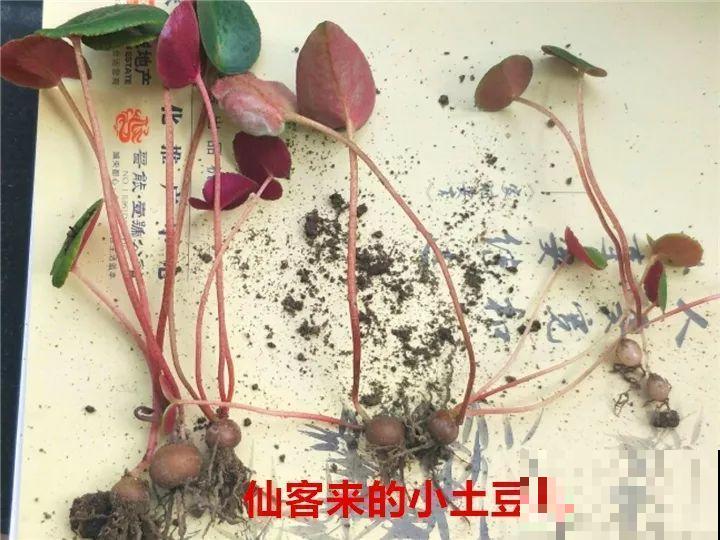 仙客来最耐寒，能从秋一直开到春，越养越旺家！