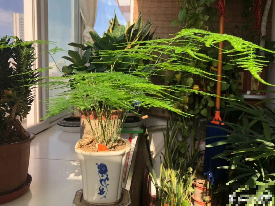 人养花，花也养人，这15种花，越养家里越干净！