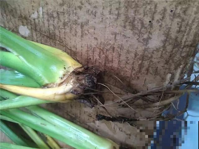 8种花秋冬要穷养，水一多就烂根，再不救只剩空盆！