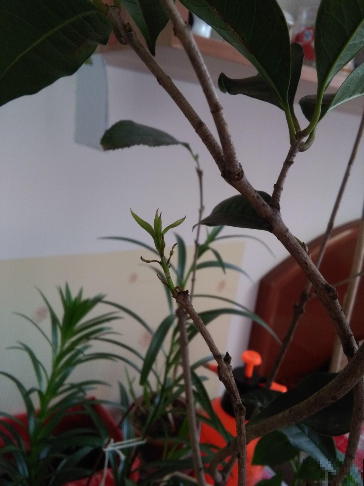 这么养桂花，想不香都难，还可以用来酿蜜