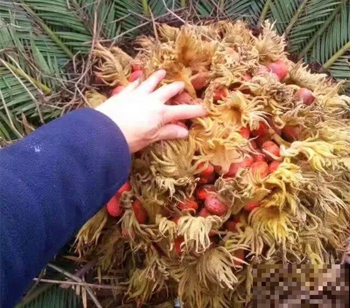 这15种花，别乱碰、别乱吃，家里能不养就不养！