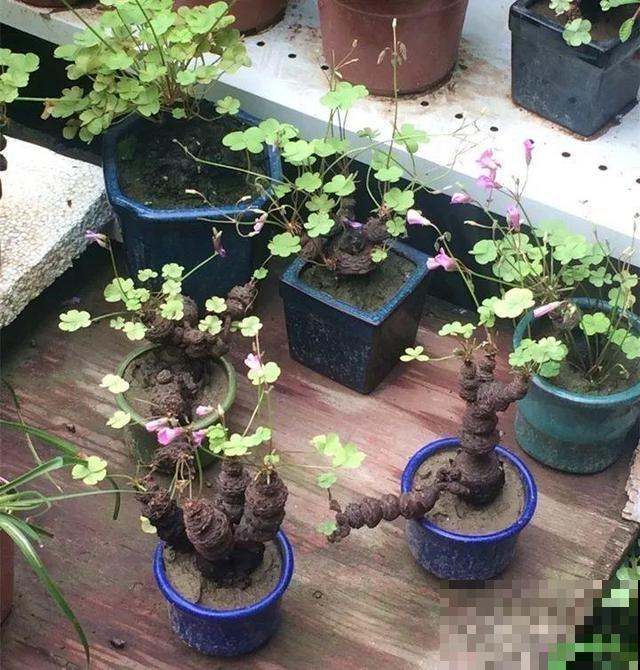 原来这种植物也能长成老桩盆景，只因为用了这一招，形态太奇特了
