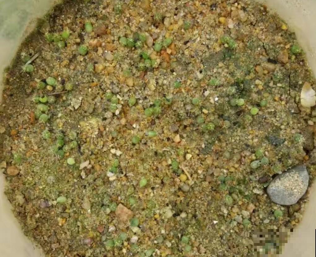 仙人球籽播种，特有成就感，秒变大户！