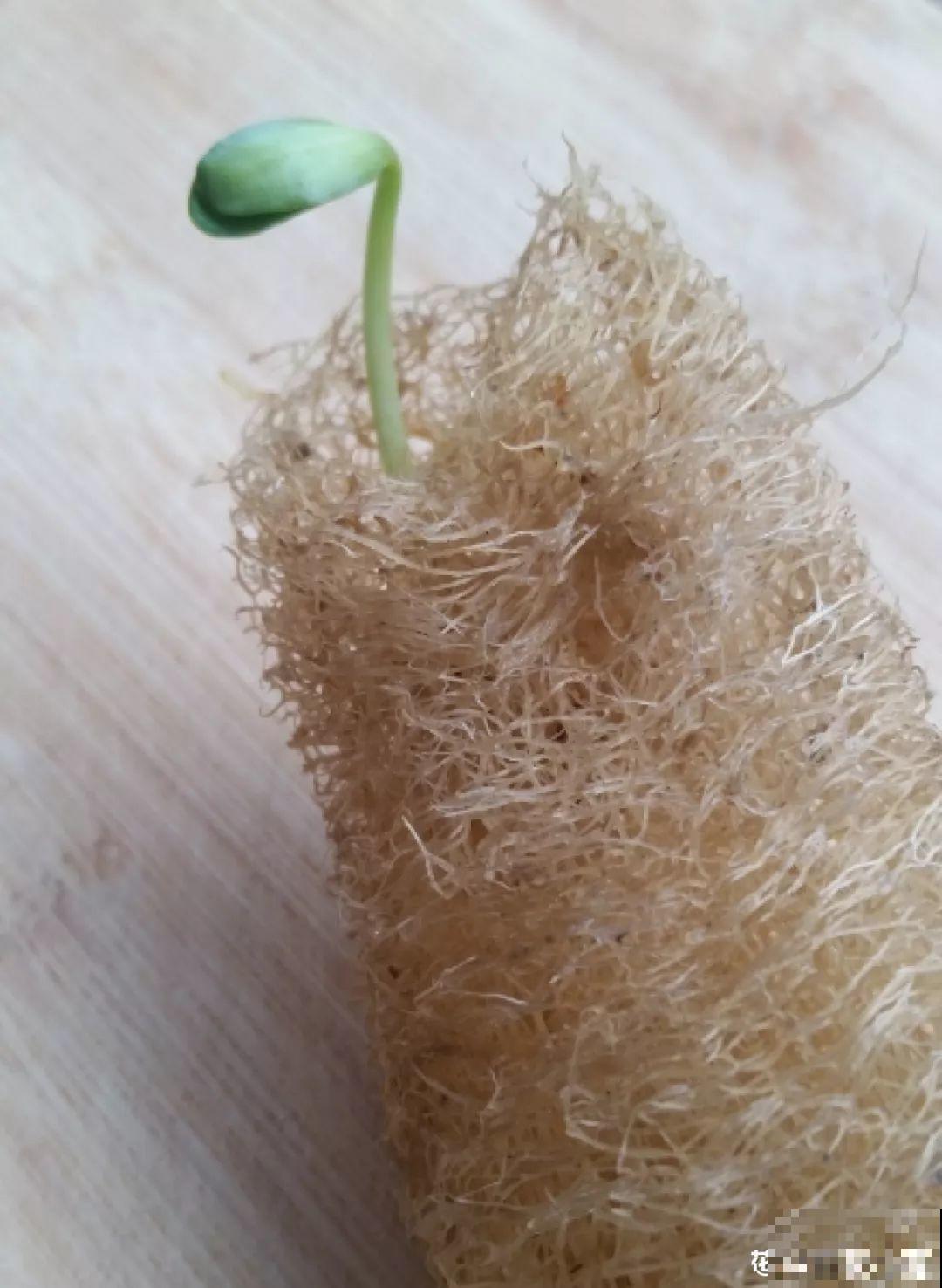 老丝瓜不要丢，剪碎了垫盆底，养花10年不烂根！