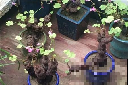 原来这种植物也能长成老桩盆景，只因为用了这一招，形态太奇特了