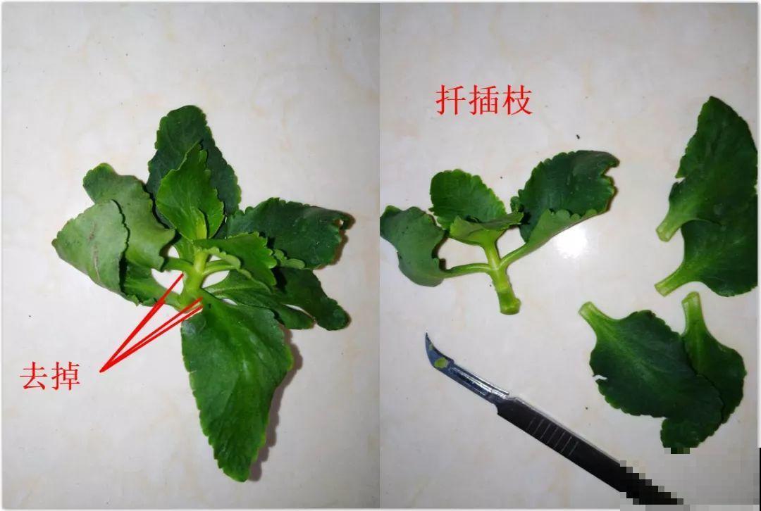 这花冬天容易死，赶紧扦插备份，小心一个冷风就吹没了！
