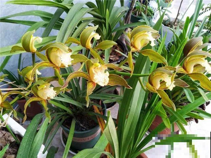 这花公认难养，冬天放外面冻20天，立马开花！