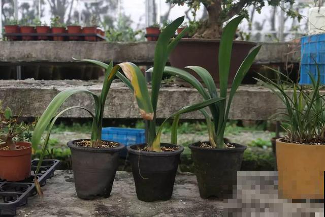 8种花秋冬要穷养，水一多就烂根，再不救只剩空盆！