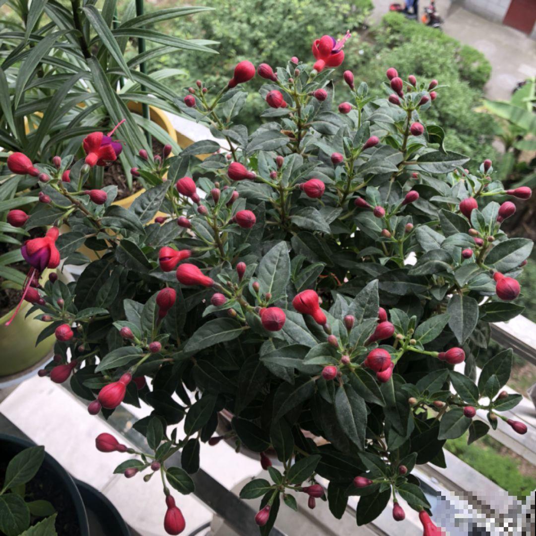 这9种花，养一盆一年四季有的看，不知道的还以为是塑料花！
