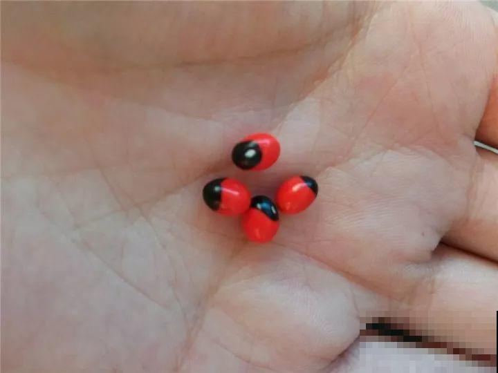 这15种花，别乱碰、别乱吃，家里能不养就不养！