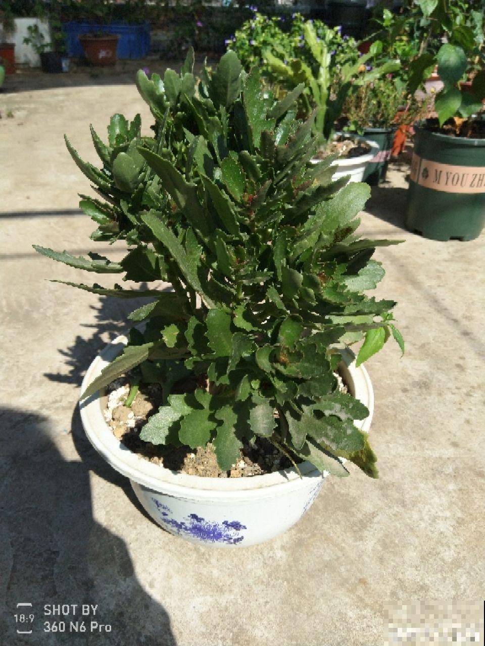 这花就得虐着养，套个袋子捂一捂，揭开立马冒花苞！