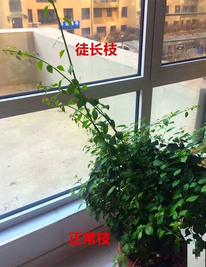 5种花不能长太高，越矮越值钱，一长高就得砍！