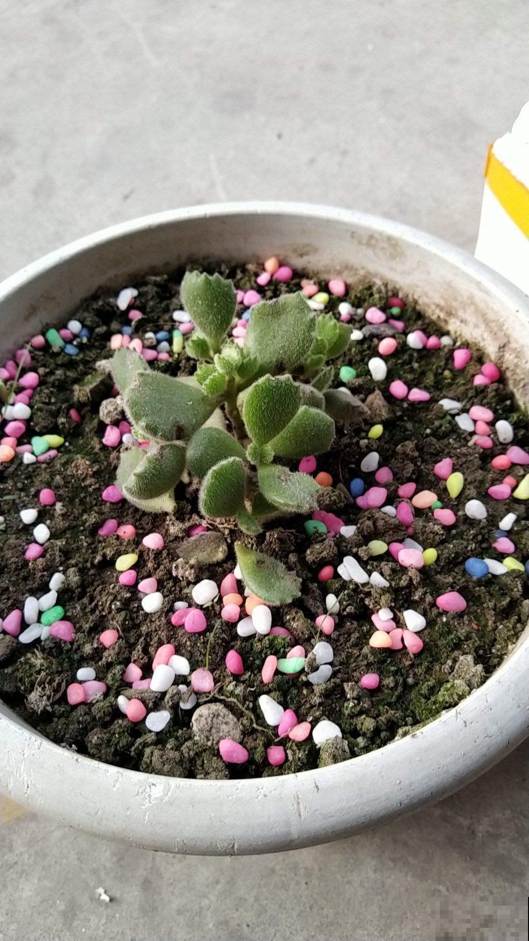 秋天过后多晒太阳，营养充足了，熊童子长得快
