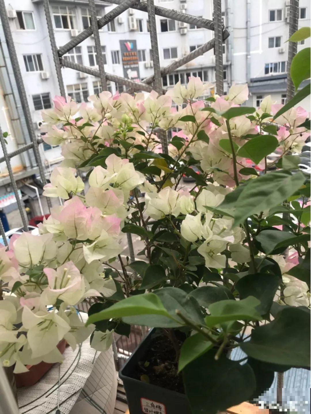 路边捡点它，水里一泡就是万能肥，肥效比淘米水好！