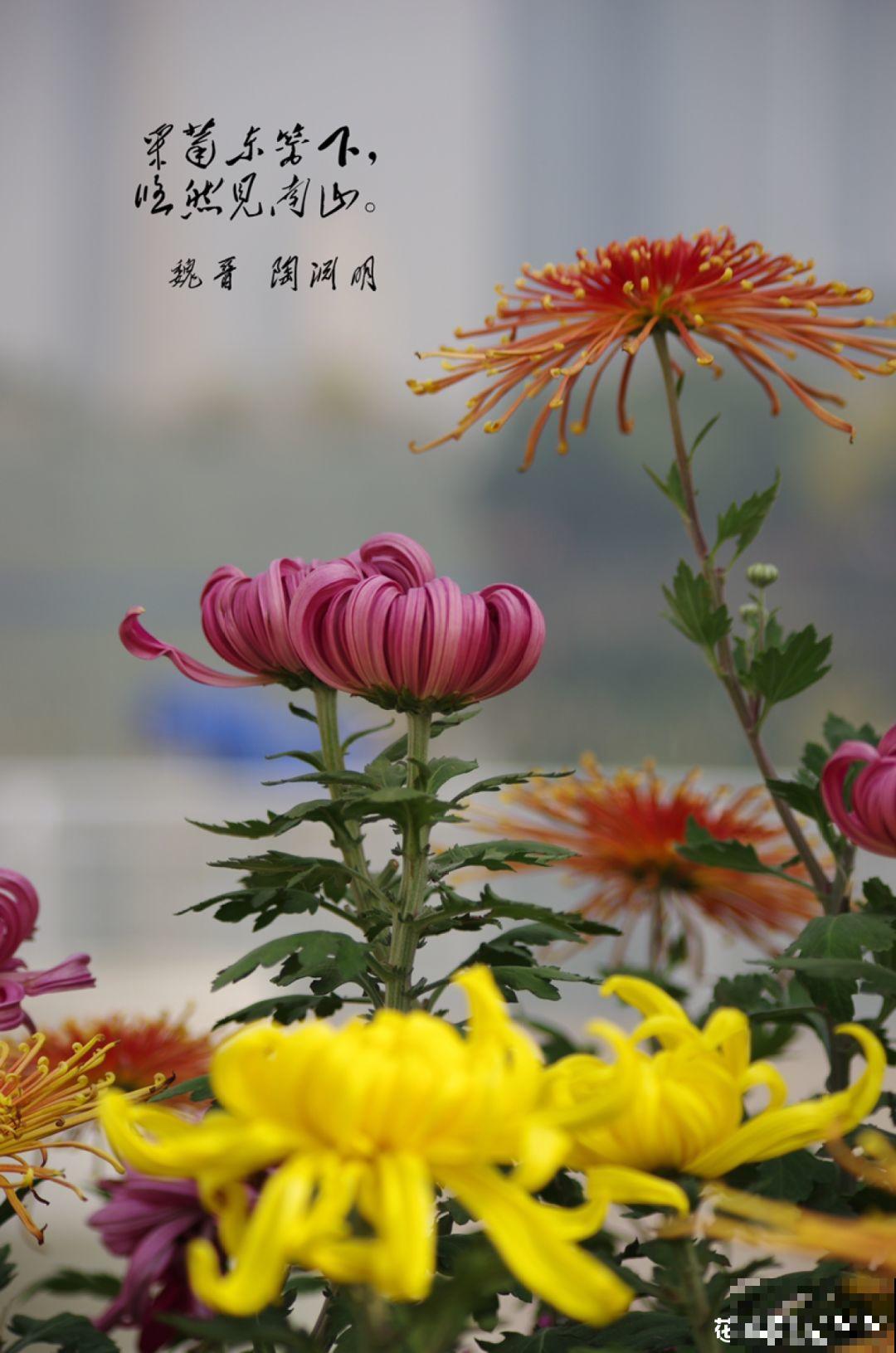 秋天最美、最耐寒的花，开花遍地金黄，看一眼就挪不动地！