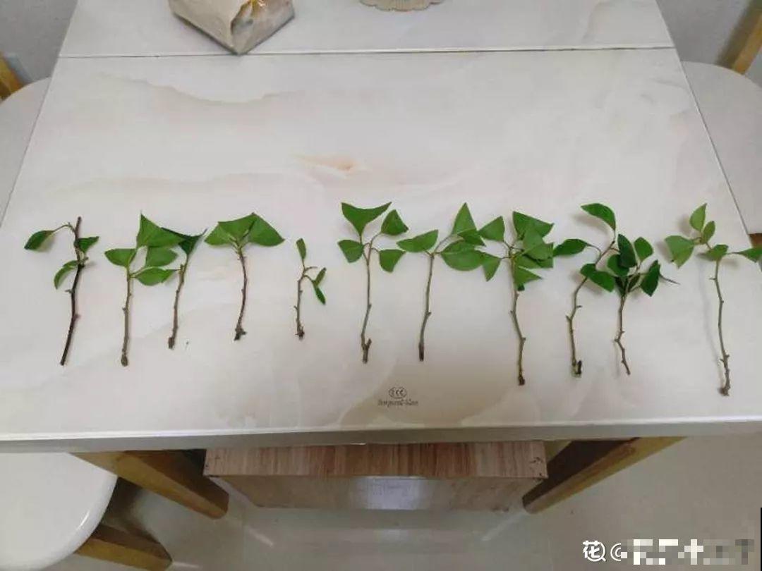 这花冬天容易死，赶紧扦插备份，小心一个冷风就吹没了！