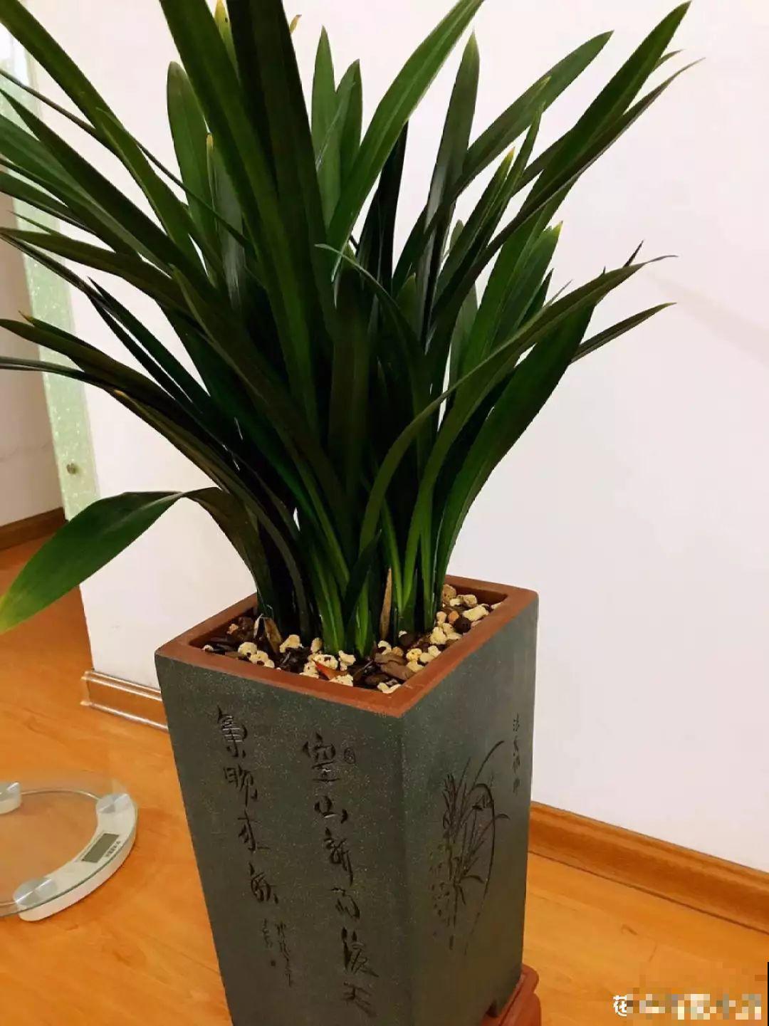 适合冬天养的10种兰花，能一直开到过年，颜值超高有气质！