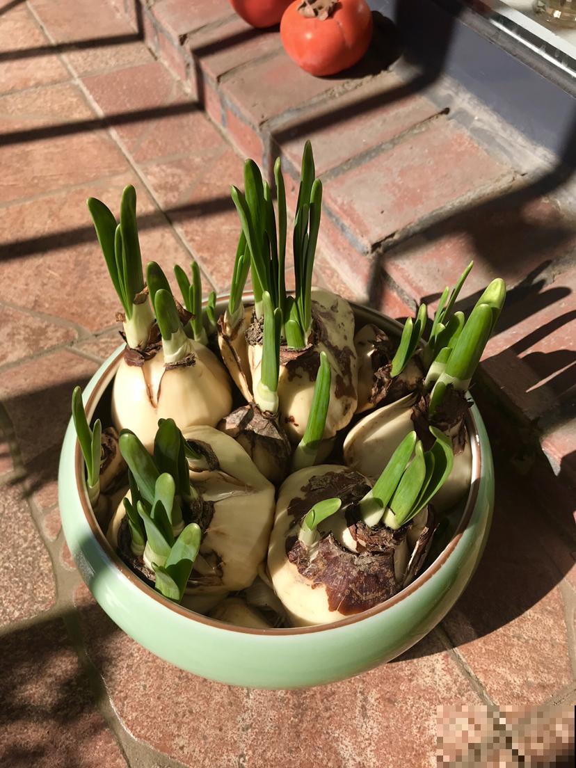 这花很喜光，每天晒太阳8小时，想不开花都难