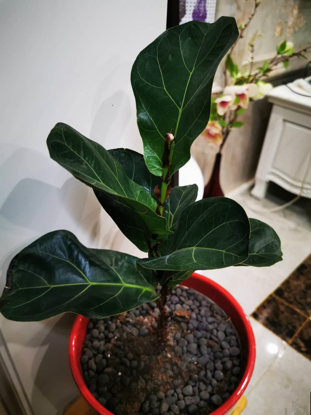 秋天养花咋施肥？这几个禁忌不得不防，否则全部发黄变枯！