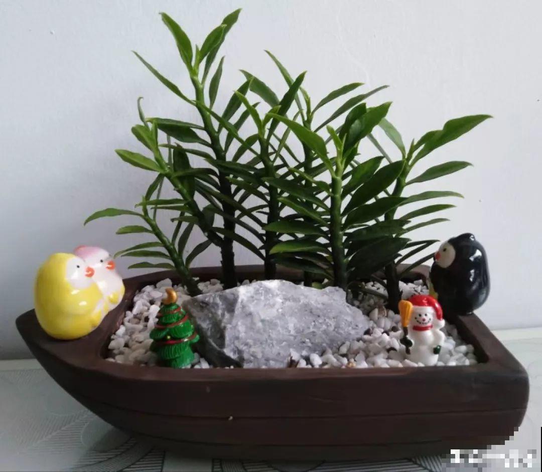 扔路边没人要的花，捡回去养1年，身价翻了20倍！