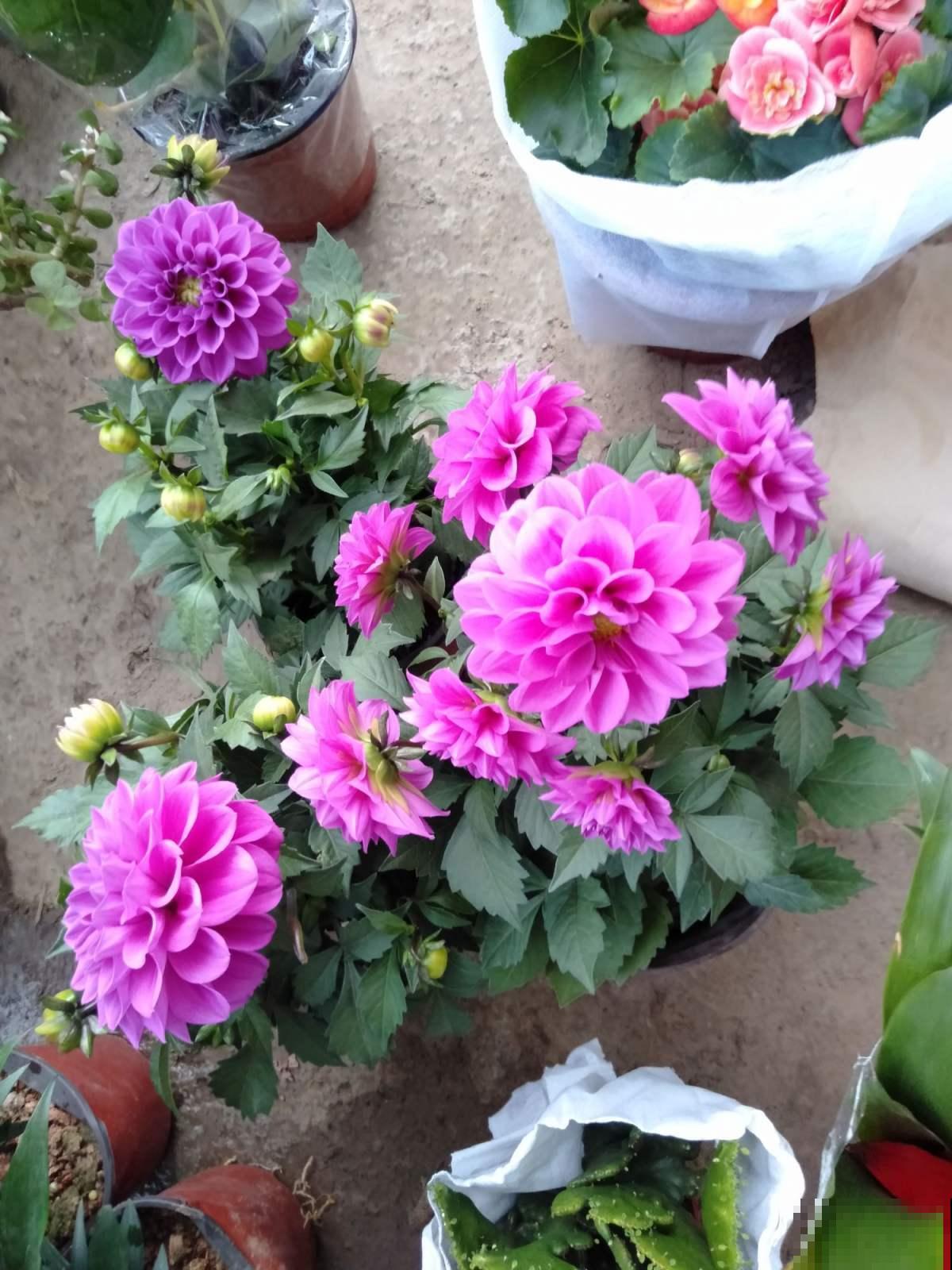 这花太叛逆了，越冷开得越带劲，五颜六色迷了眼睛！