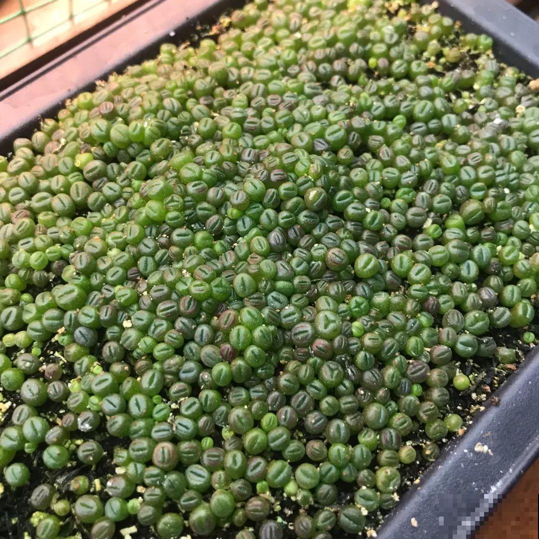 这8种花，养养就成巨无霸，3个大汉都搬不动！
