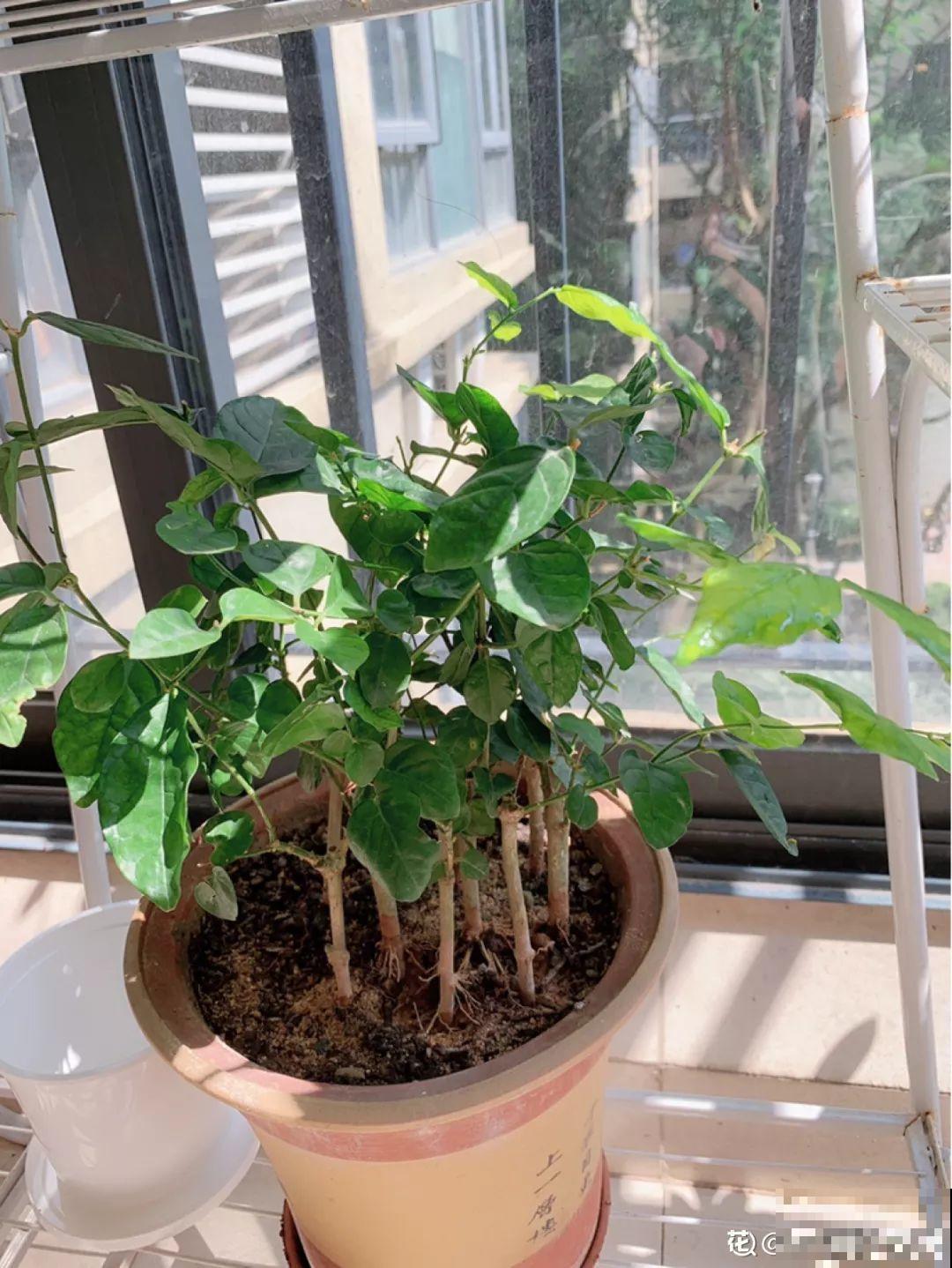 11月逛花市，这10种花还是别买了，养不活浪费钱！