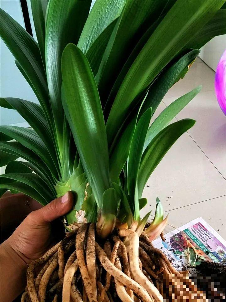 3种花爱吃油，秋天土里埋一勺，比施肥还管用！