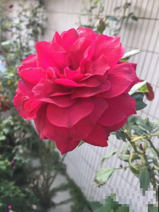用多菌灵浸泡根，牡丹可以快速爆盆，花开富贵
