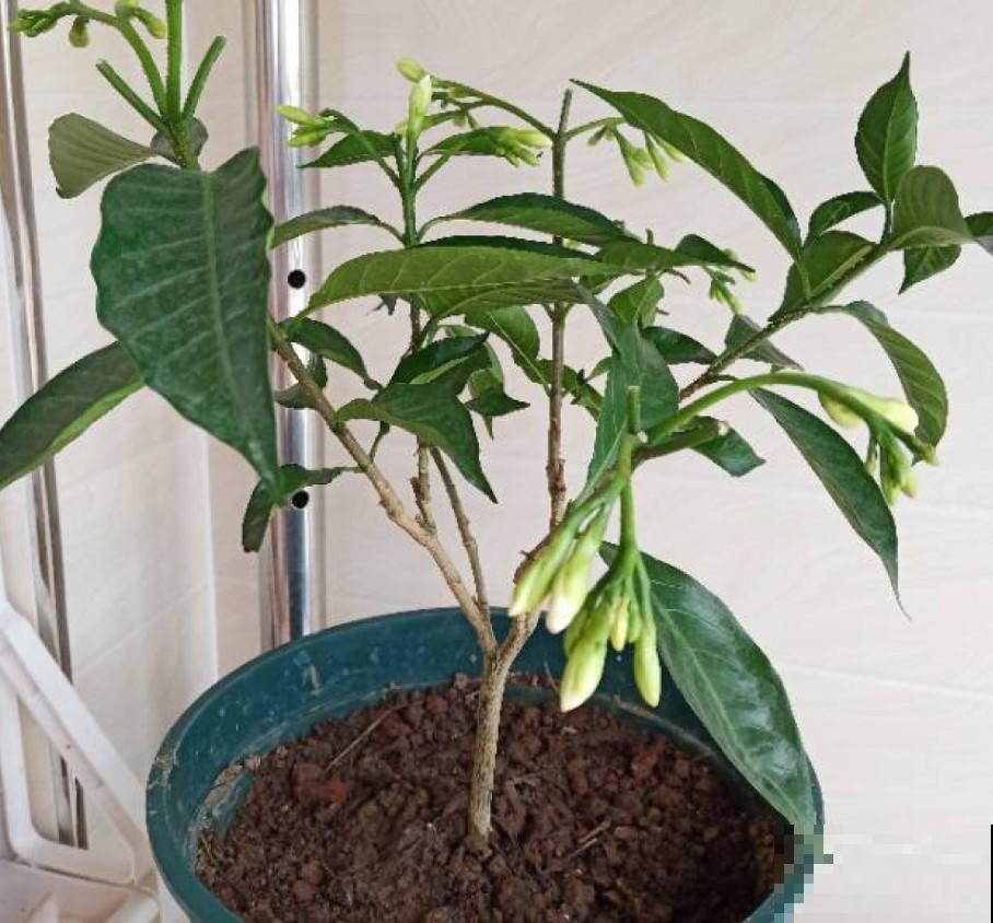 买栀子花看清楚，小心是狗牙花，不过这花值得养！