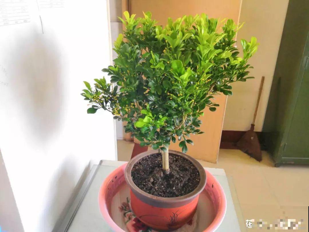立冬了，米兰要赶紧搬屋里，晚了会掉光叶子！
