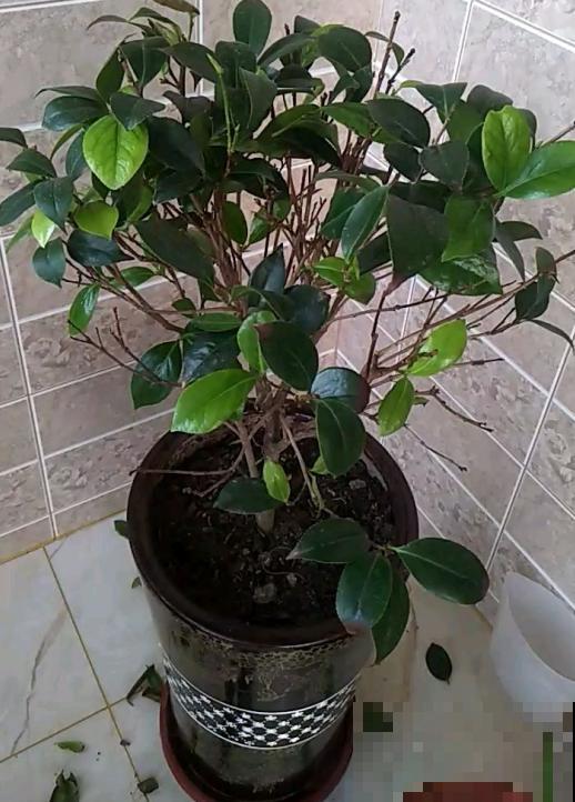 茶花叶子掉不停？4个原因，看看你中了哪一条！