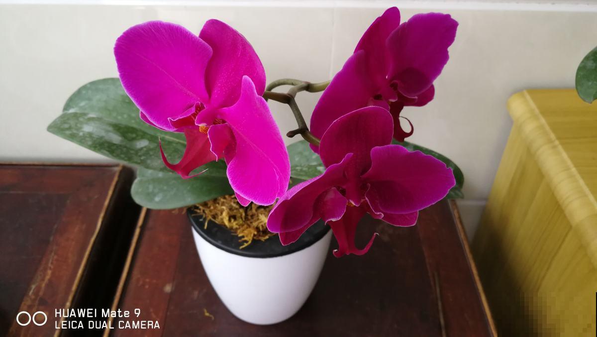 这花是冬天的人气花，花色艳丽，这样养护开花持久