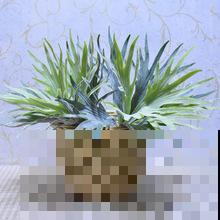 这些奇怪的花真好养，一个一个奇怪，养起来还解压！