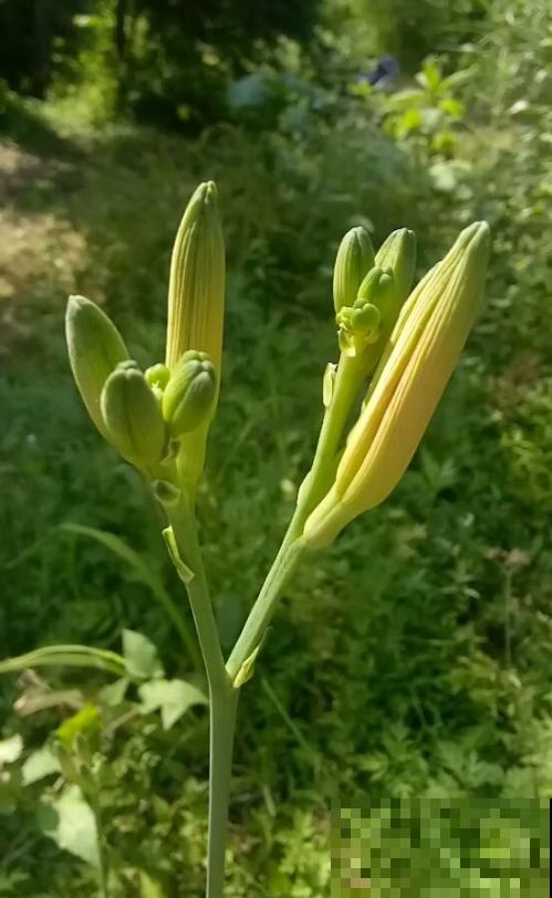 喜欢吃黄花菜吗，这时候种正合适，比市场买的好吃多了！
