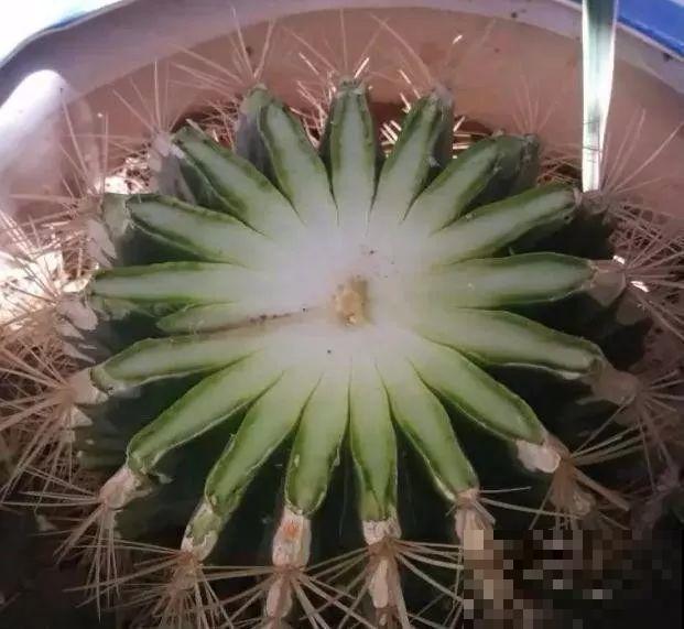养这3种花真挣钱，今年种1棵，明年能收获一麻袋！