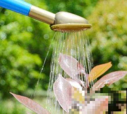 阳台成了洗浴中心，隔5天给花来个特色浴，叶子柔嫩油亮能反光！