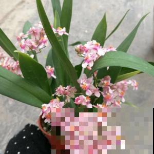 想让兰花开得好，低温春化不可少，这点学会立马成养兰高手！