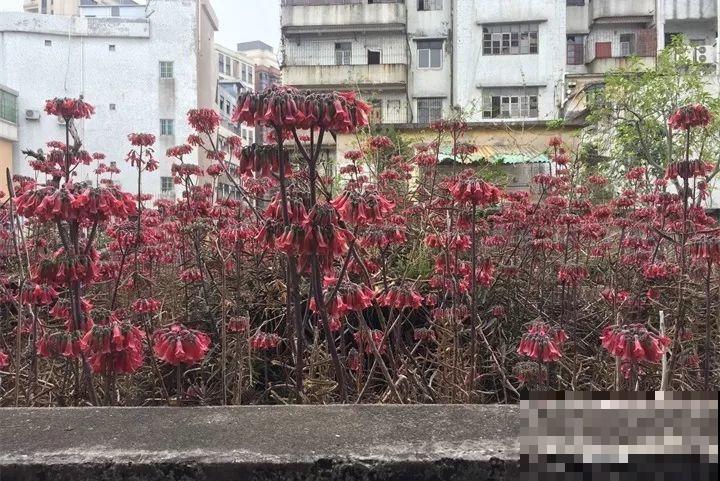 农村老家的多肉，专门长在房顶上，白送都没人要！