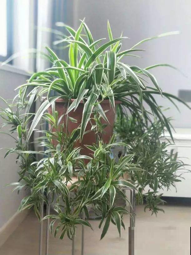 哪些花好养？首选牡丹吊兰，1个月长成小瀑布！