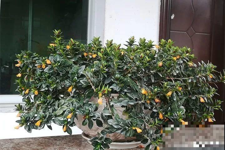 40种常见花，冬天就这么养，叶子绿油油照开不误！