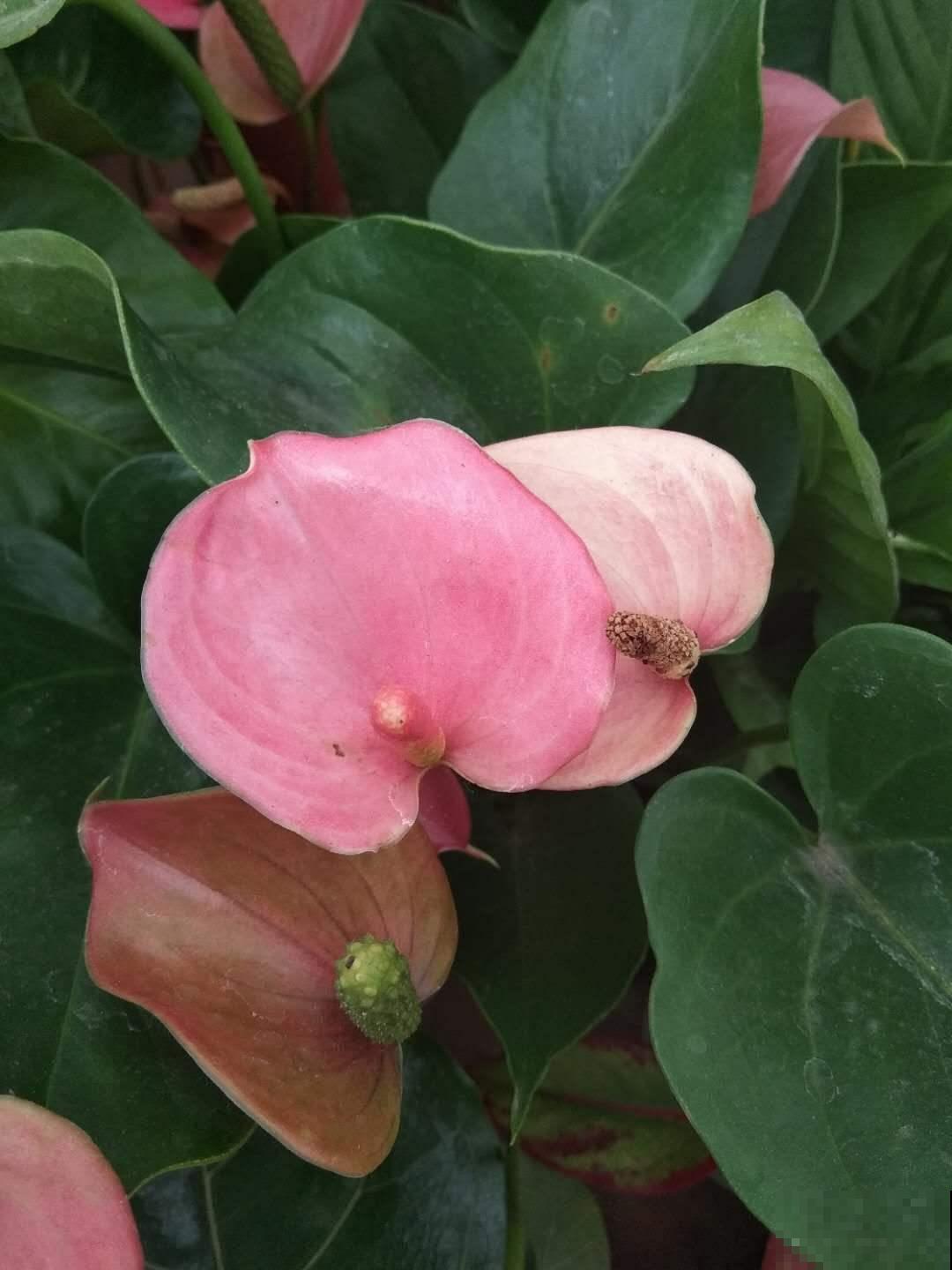 这花在北方格外难伺候，往土里加这个，开花容易不黄叶