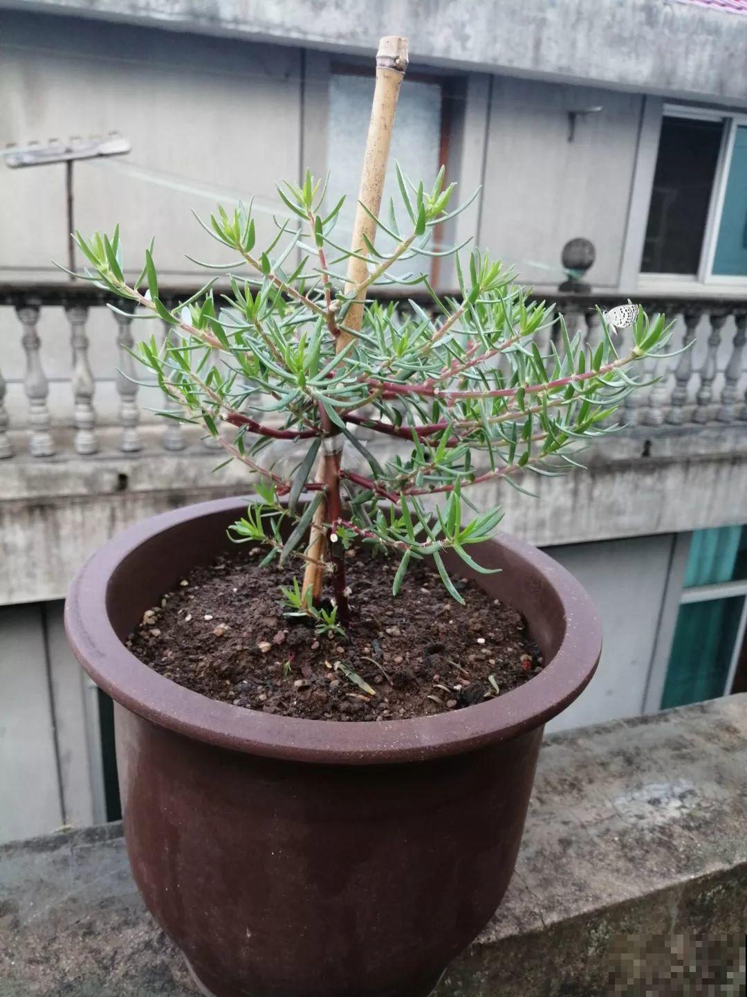 太阳花在他手里，开成一个小花塔，给钱都不卖！