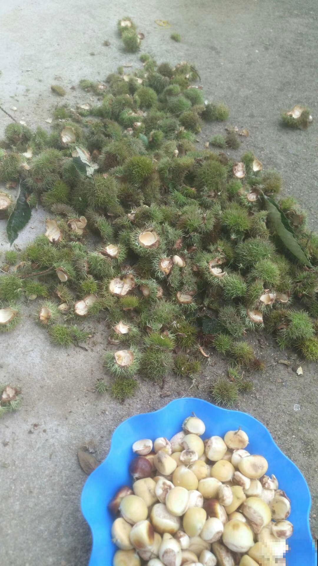 这里的野板栗漫山遍野没人要，赶紧去捡，回家一煮5分钟吃光光！