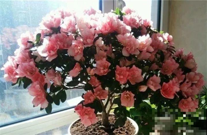 30种花冬天浇水技巧，根不烂，来年春天猛蹿新叶！