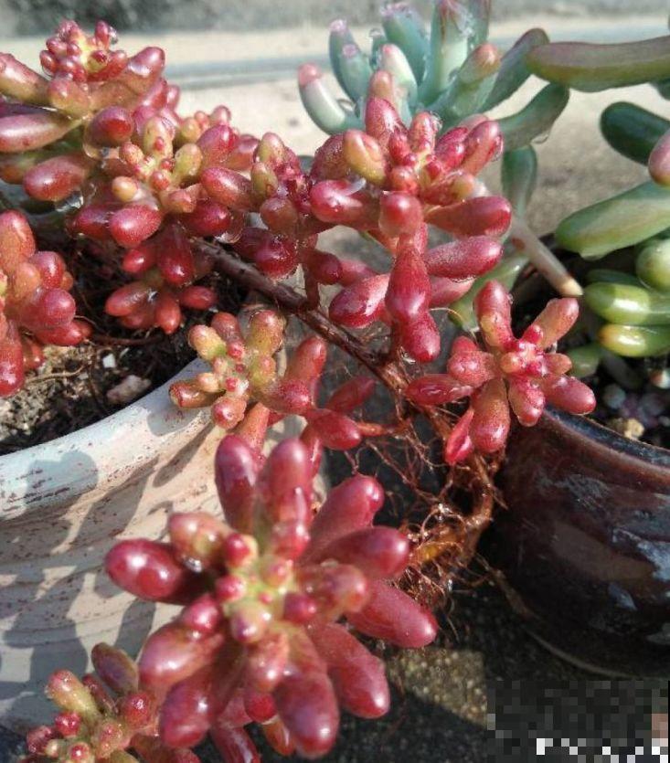价格便宜颜色粉嫩，这花太值了，赶快入手吧