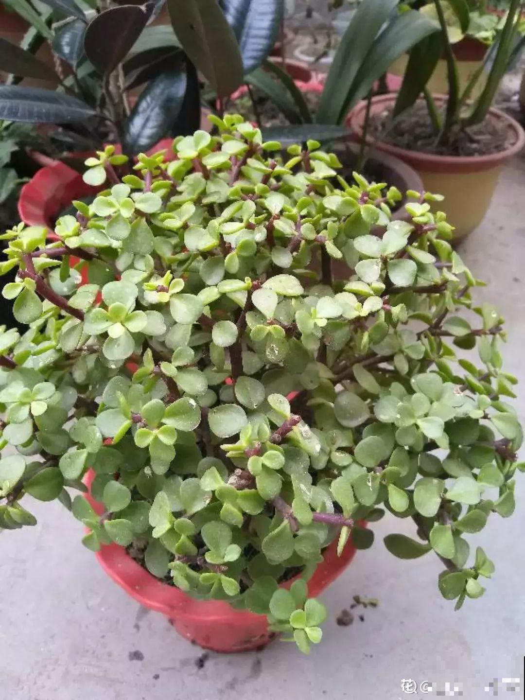 2块钱的多肉苗，随便养养，1个月长成老桩！